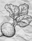 Buy Online Beetroot Powder in India - Purenso Select