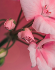 Geranium Fragrance Oil