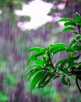 Petrichor – First Rain Fragrance Oil