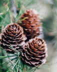 Purenso Fragrance Perfume Oil of Pine Fragrance Oil