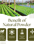 Buy Online Mulethi (Licorice) Powder in India - Purenso Select