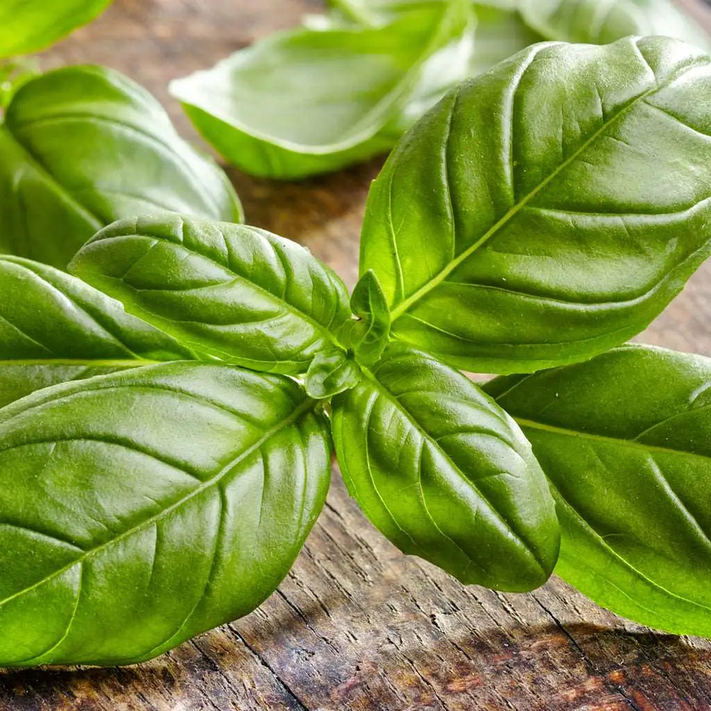 Basil Fragrance Oil