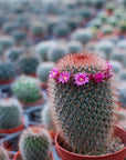Buy Online Cactus Blossom Fragrance Oil in India - Purenso Select