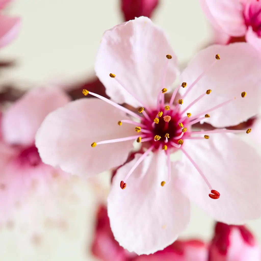 Japanese Cherry Blossom Fragrance Oil - PurensoSelect