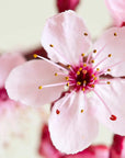 Buy Online Japanese Cherry Blossom Fragrance Oil in India - Purenso Select