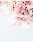 Japanese Cherry Blossom Water Soluble Fragrance - PurensoSelect