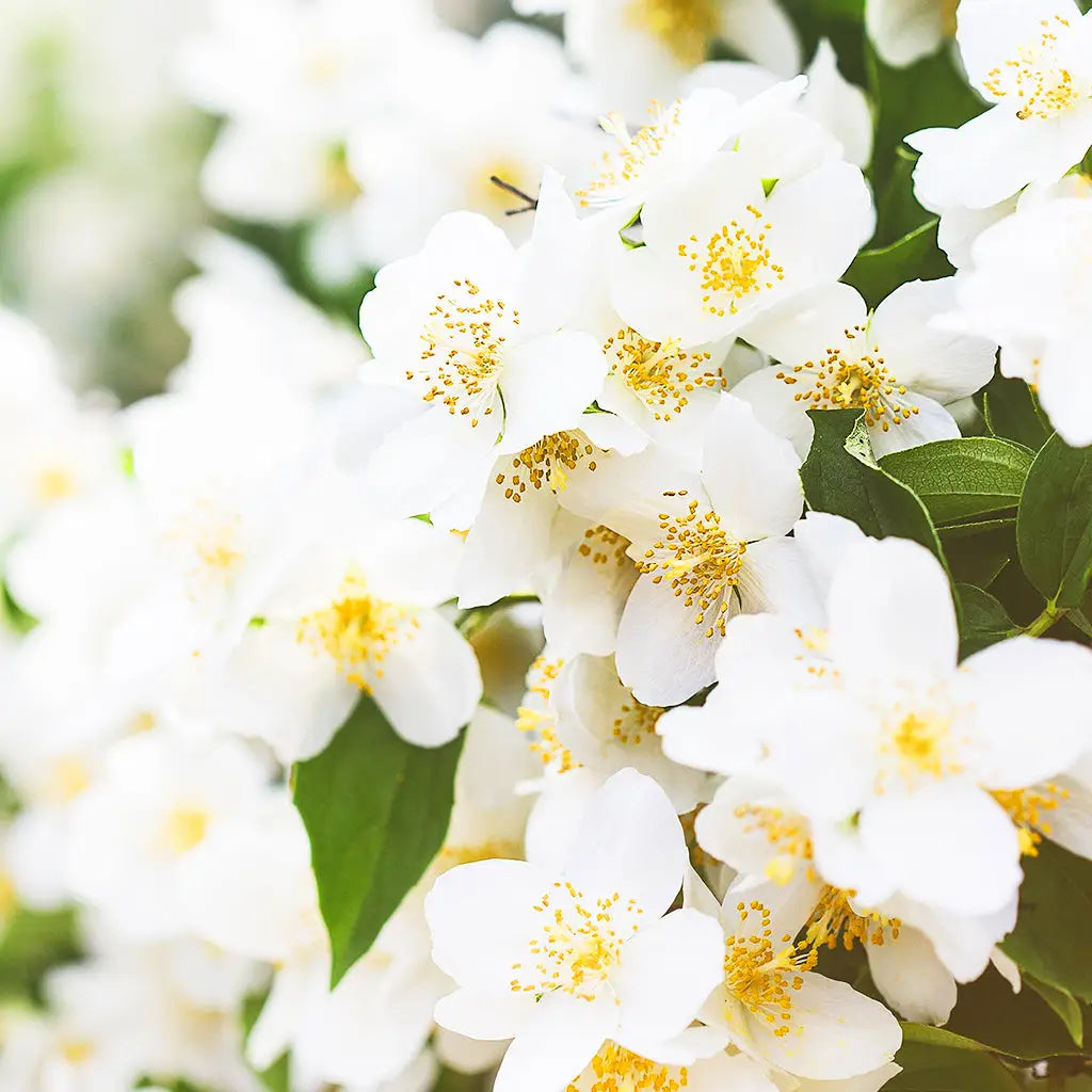 Buy Online Jasmine Fragrance Oil in India - Purenso Select