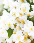 Buy Online Jasmine Fragrance Oil in India - Purenso Select