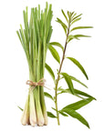 Buy Online Lemon Grass Fragrance Oil in India - Purenso Select