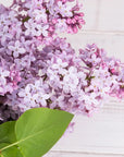 Buy Online Lilac Fragrance Oil in India - Purenso Select