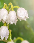 Buy Online Lily of the Valley Fragrance Oil in India - Purenso Select