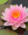 Buy Online Lotus Fragrance Oil in India - Purenso Select