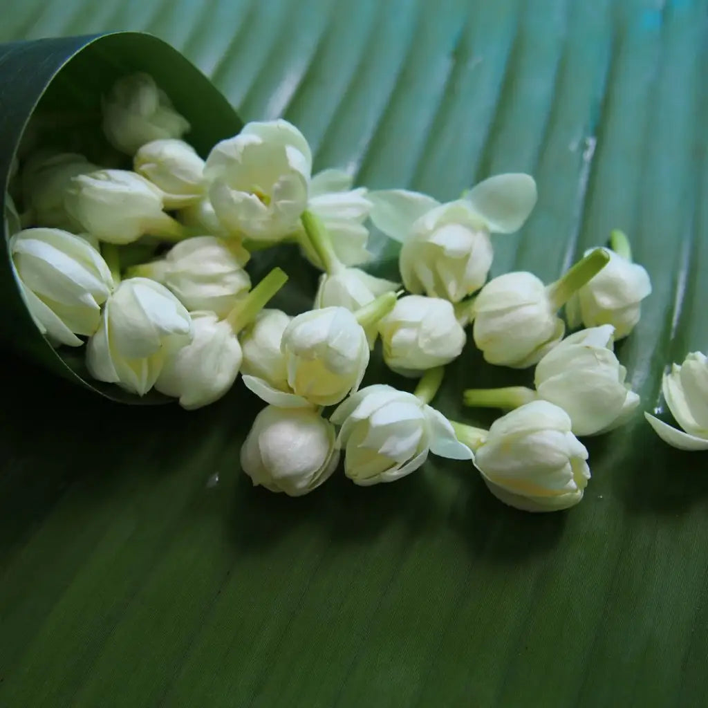 Buy Online Mogra (Arabian Jasmine) Fragrance Oil in India - Purenso Select