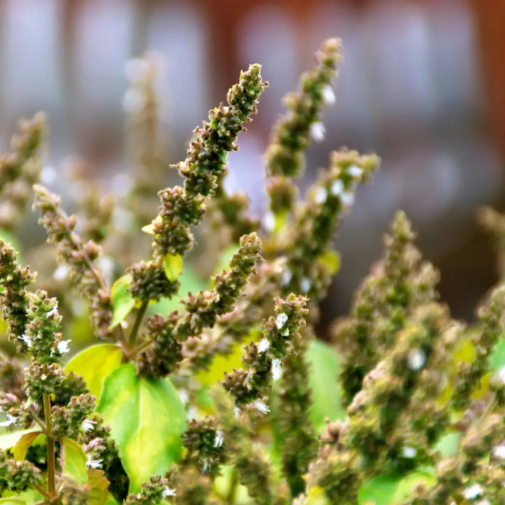 Buy Online Patchouli Fragrance Oil in India - Purenso Select