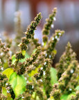Buy Online Patchouli Fragrance Oil in India - Purenso Select