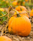 Buy Online Perfect Pumpkin Fragrance Oil in India - Purenso Select