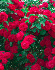 Buy Online Rose Fragrance Oil in India - Purenso Select
