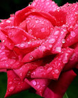 Buy Online Rose Water Soluble Fragrance in India - Purenso Select
