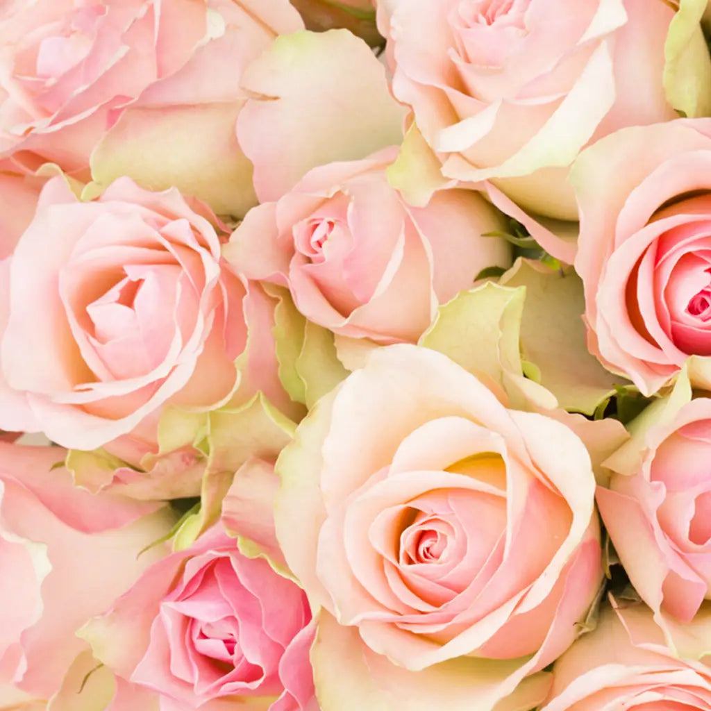 Buy Online Wild Rose Flavor Oil in India - Purenso Select