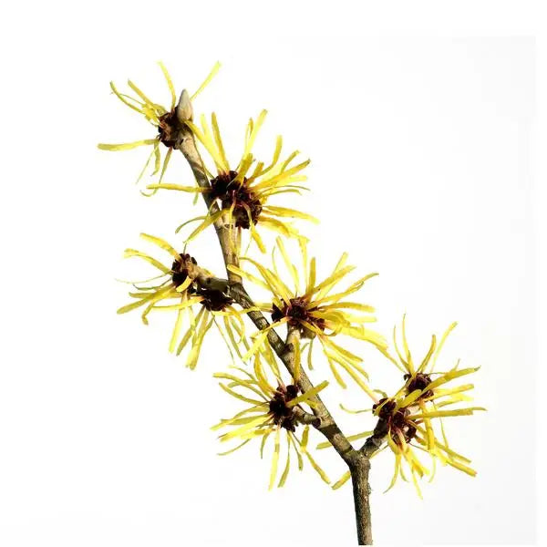 Buy Online Witch Hazel Liquid Extract (Alcohol Free) in India - Purenso Select