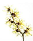 Buy Online Witch Hazel Liquid Extract (Alcohol Free) in India - Purenso Select