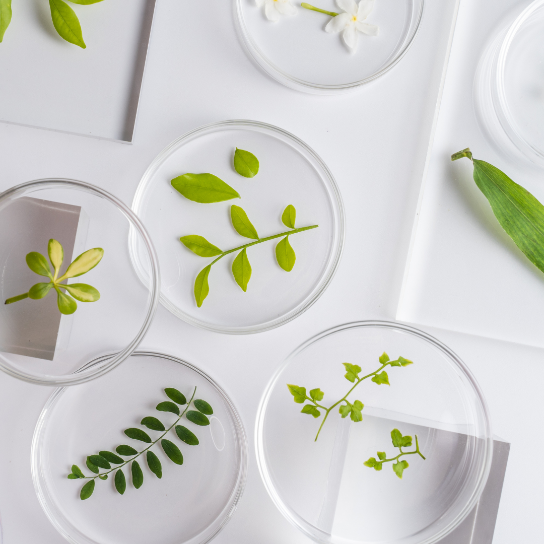 Buy Natural Botanicals – Herbs, Clays, Powders & Extracts | Purenso Select