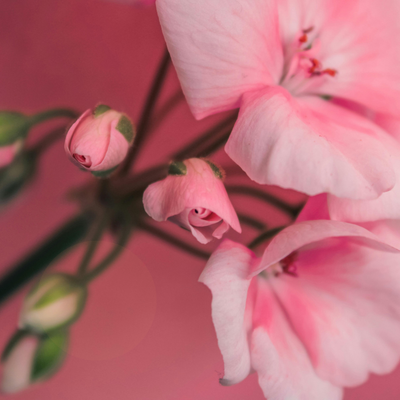 Geranium Fragrance Oil