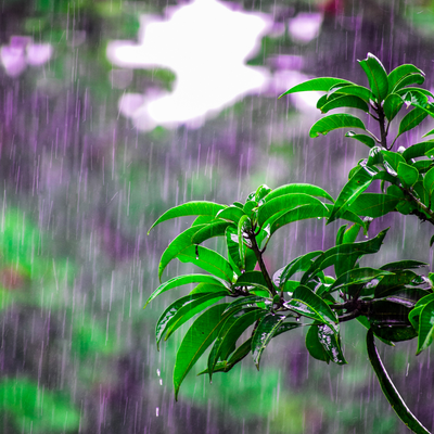 Petrichor – First Rain Fragrance Oil