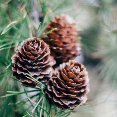 Purenso Fragrance Perfume Oil of Pine Fragrance Oil