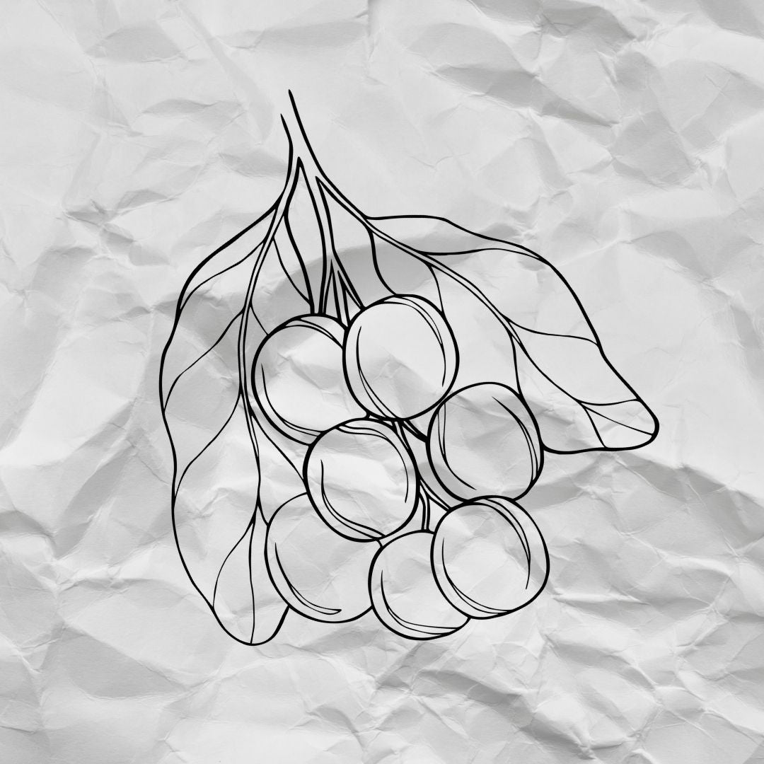 Reetha (Soapnut) Powder