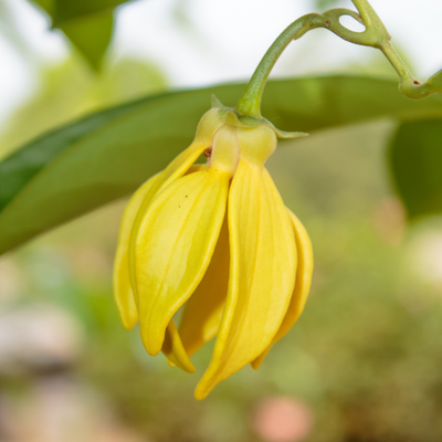 Ylang Ylang Fragrance Oil