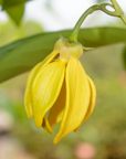 Ylang Ylang Fragrance Oil