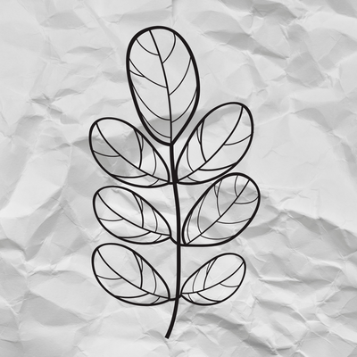 Buy Online Moringa Powder in India - Purenso Select