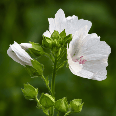 Buy Online Musk Fragrance Oil in India - Purenso Select