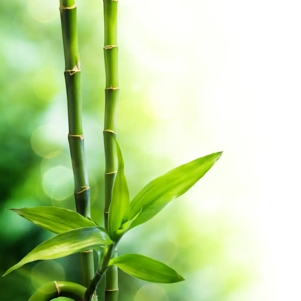 Bamboo Fragrance Oil - 15g - Fragrance Oil