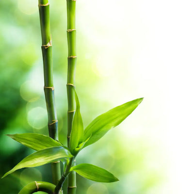 Buy Online Bamboo Fragrance Oil in India - Purenso Select