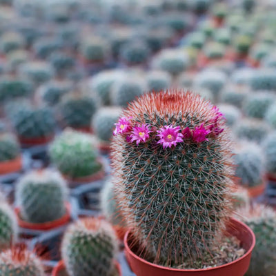 Buy Online Cactus Blossom Fragrance Oil in India - Purenso Select