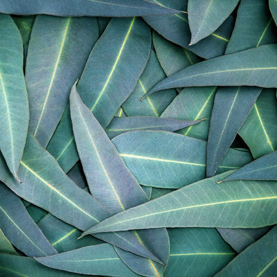 Buy Online Eucalyptus Fragrance Oil in India - Purenso Select