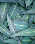 Eucalyptus Fragrance Oil - PurensoSelect