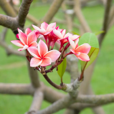 Buy Online Frangipani Fragrance Oil in India - Purenso Select