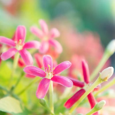 Buy Online Honeysuckle Fragrance Oil in India - Purenso Select