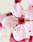Japanese Cherry Blossom Fragrance Oil - PurensoSelect