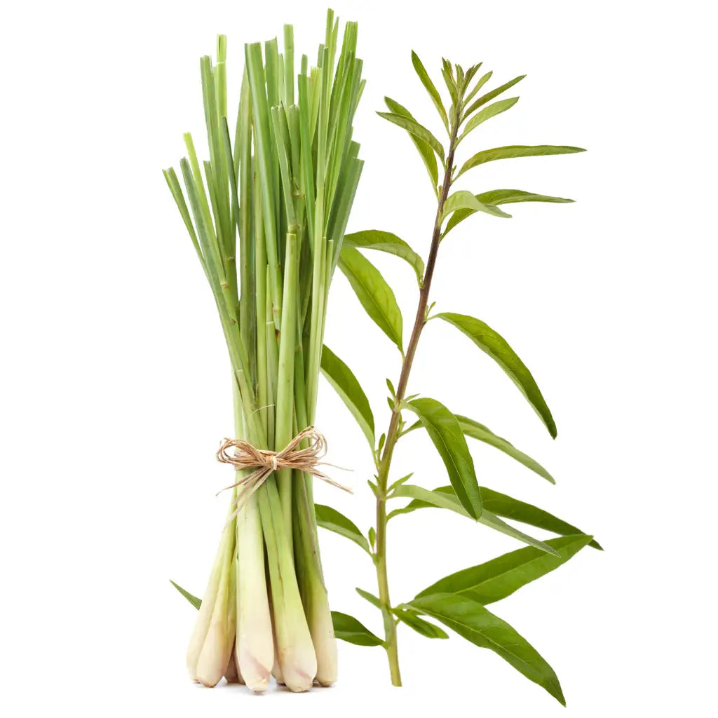 Lemon Grass Fragrance Oil - PurensoSelect