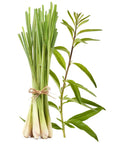 Lemon Grass Fragrance Oil - PurensoSelect