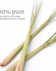 Lemongrass Hydrosol - PurensoSelect