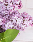 Lilac Fragrance Oil - PurensoSelect