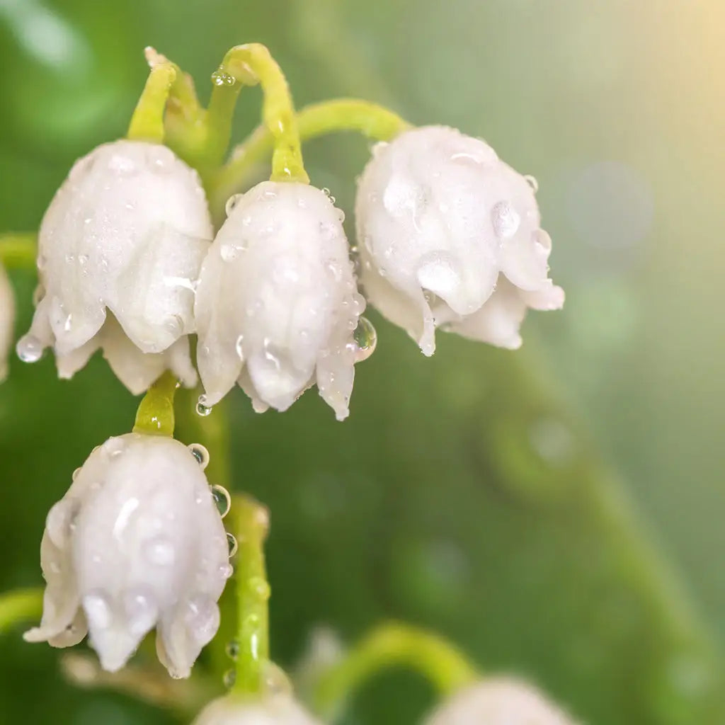 Lily of the Valley Fragrance Oil - PurensoSelect