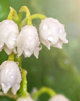 Lily of the Valley Fragrance Oil - PurensoSelect