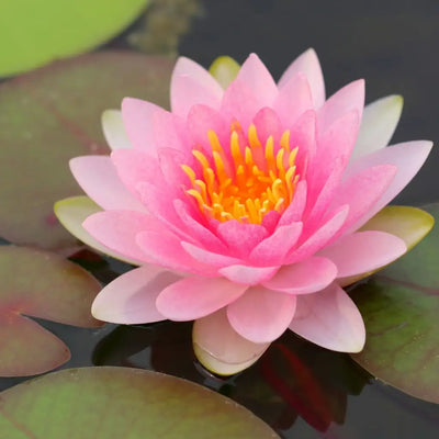 Buy Online Lotus Fragrance Oil in India - Purenso Select