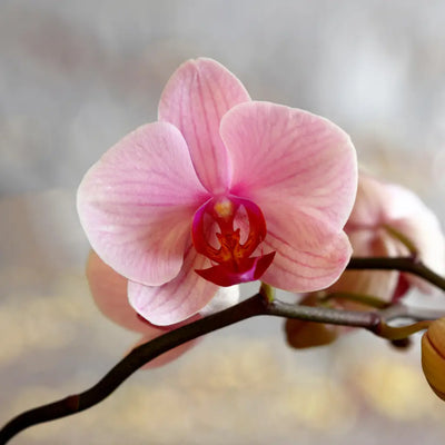 Buy Online Orchid Fragrance Oil in India - Purenso Select